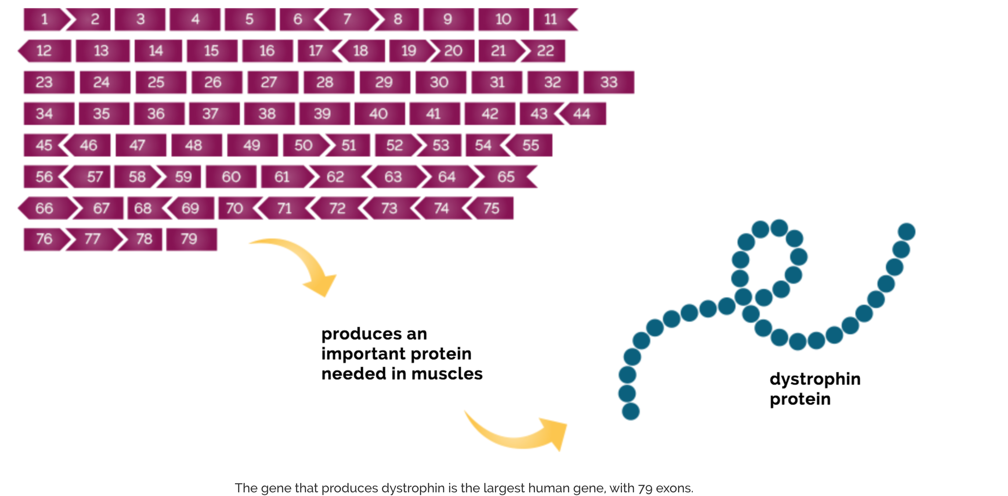 the-role-of-genetics-in-duchenne-muscular-dystrophy-dmd-duchenne